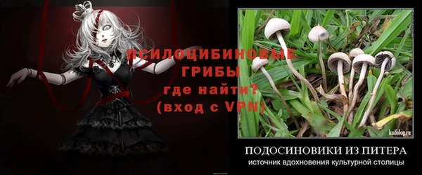 прущие грибы Алзамай